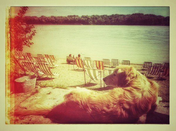 A Fellini a kutyások egyik kedvenc helye