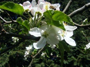 Almafán (forrás: Fekete Jánosné)