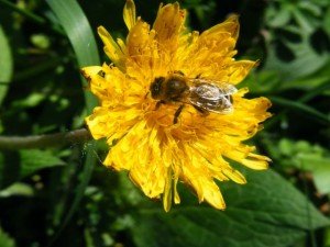 Első tavaszi virágok (forrás: Fekete Jánosné)