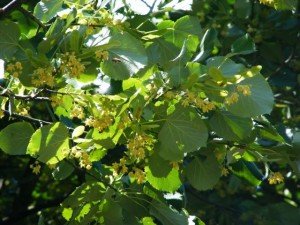 Ezüsthárs (forrás: Fekete Jánosné)