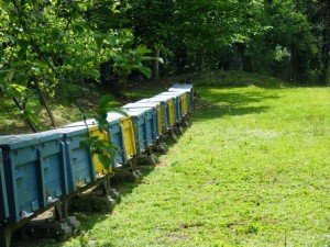 Gyűjtenek a méhek (forrás: Fekete Jánosné)