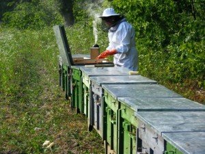 Méhek ellenőrzése hárson (forrás: Fekete Jánosné)