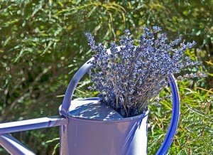 Forrás: viragcenter.hu