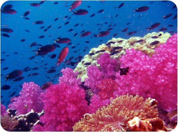 Színorgia a víz alatt