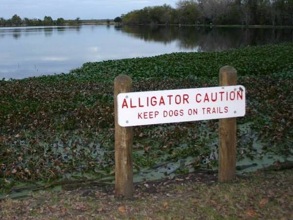aligator