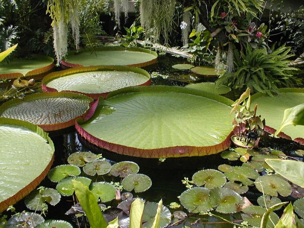 Kew_Gardens