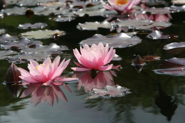 brooklyn_botanic_garden_lily