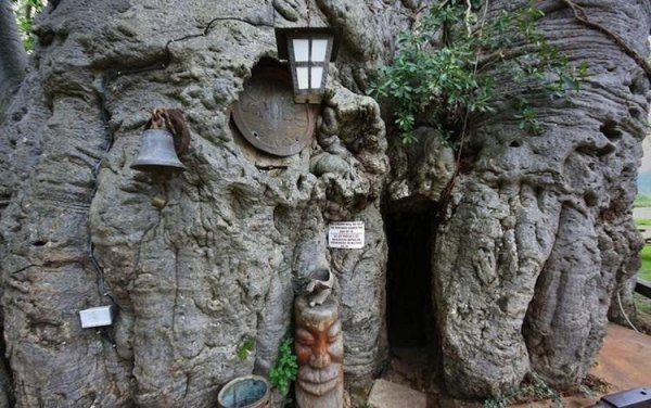 craziest-bars-baobab-tree2