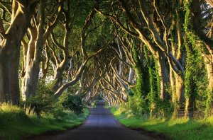 dark hedges