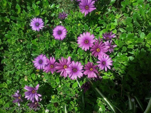 Minden tele van virágokkal