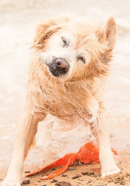 62e99dabe4d79099a5b340b4d825e86a