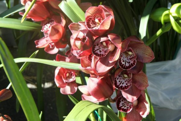 Orchideák, lila orchideááák