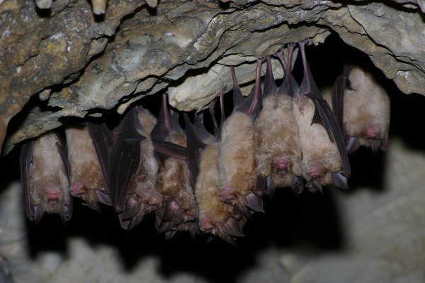 Gergely_Tibor_Abaligeti-barlang_Denevérek