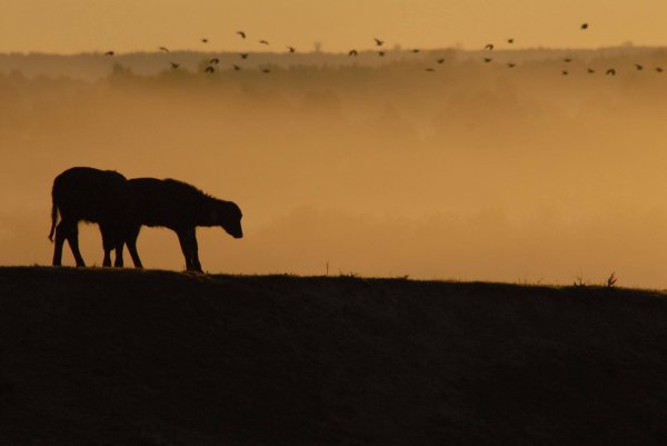 Kápolnásnyéki Bivalyrezervátum