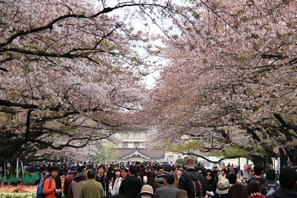 ueno-park-cherry-blossom